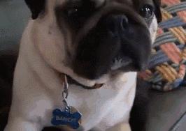 巴哥委屈吗,巴哥眼里泪汪汪的怎么回事