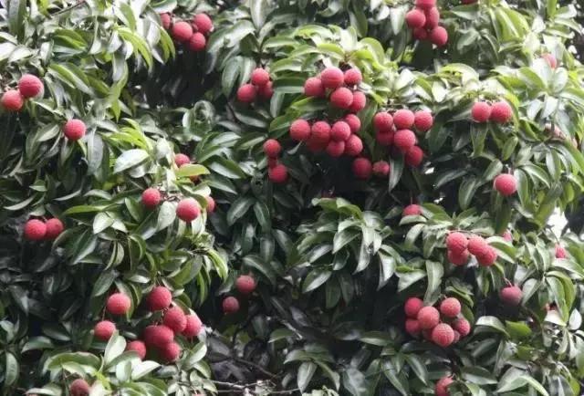 红楼花木志|荔枝:和缠丝白玛瑙碟子最搭配的水果