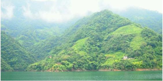 中华草龟和野生草龟的区别,草龟跟中华草龟有什么区别