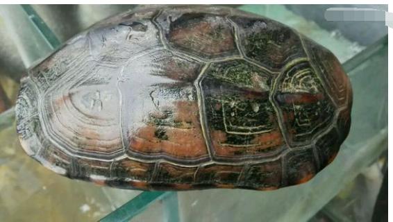 中华草龟与台湾草龟,中华草龟跟草龟有什么区别图