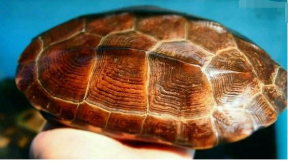 中华草龟和野生草龟的区别,草龟跟中华草龟有什么区别