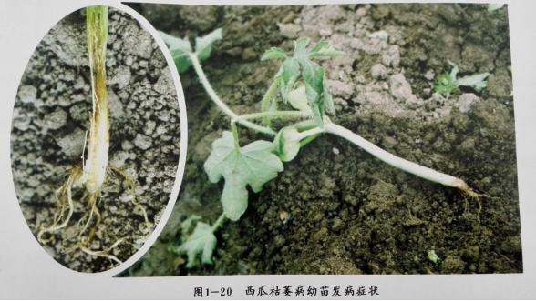 西瓜枯萎病的专用药,西瓜枯萎病的防与治