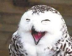 好笑的神回复,神回复笑话爆笑