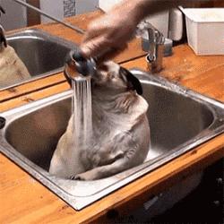 巴哥委屈吗,巴哥眼里泪汪汪的怎么回事