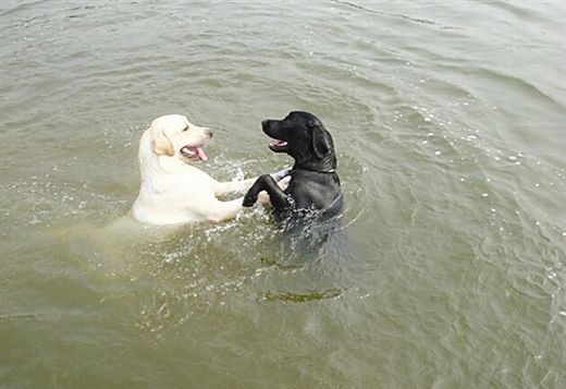 狗狗春季防生病小妙招,天气热如何预防狗狗生病