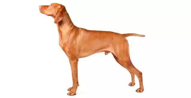 讲真｜论跑步，你可能还不如你家狗！