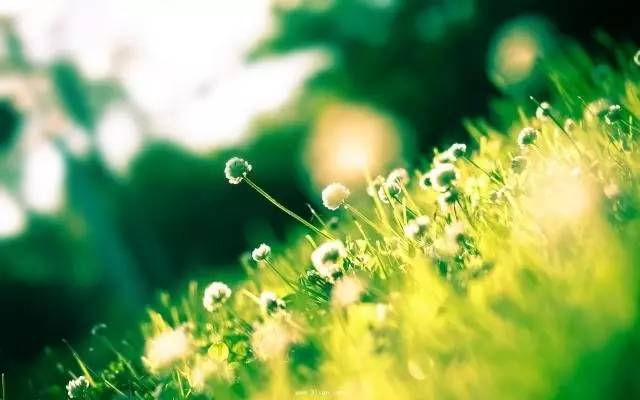 高原诗会：德西｜我是故乡的一粒麦子