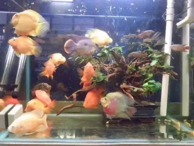 怎么增强鱼缸吸便能力,鱼缸鱼便吸不干净