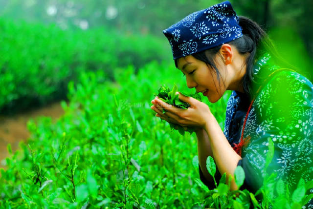 房山采摘节,2023年五峰采茶节