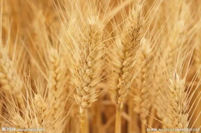 高原诗会：德西｜我是故乡的一粒麦子