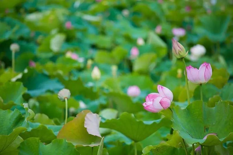 少女心美炸！大杭州竟然藏了条七彩跑道，柠檬黄、蒂芙尼蓝、墨色绿……现在去还能看到十里荷花……