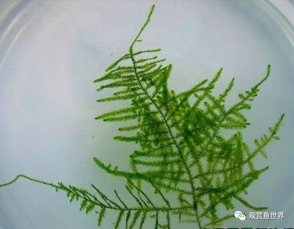 莫斯水草黑褐色,粉色莫丝水草