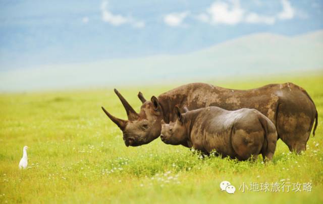 可能是最全的,肯尼亚坦桑尼亚动物百科。小地球耗时一周整理!