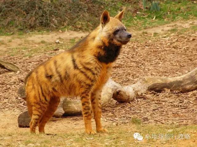 可能是最全的,肯尼亚坦桑尼亚动物百科。小地球耗时一周整理!