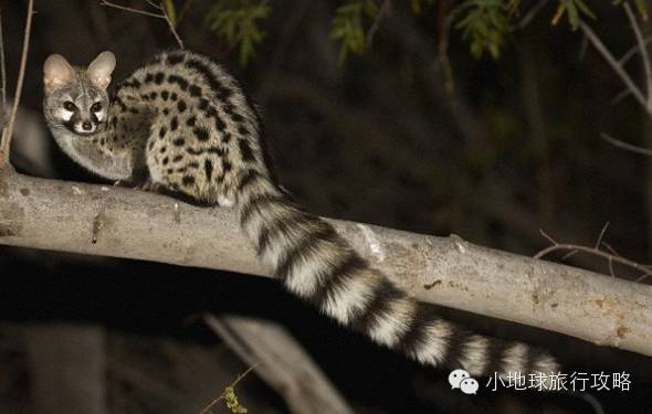 可能是最全的,肯尼亚坦桑尼亚动物百科。小地球耗时一周整理!