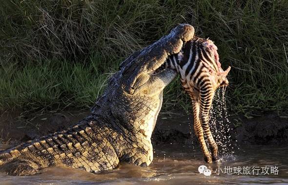 可能是最全的,肯尼亚坦桑尼亚动物百科。小地球耗时一周整理!