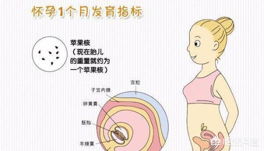 怀孕每个月的注意事项,准妈妈怀孕每个月应注意什么