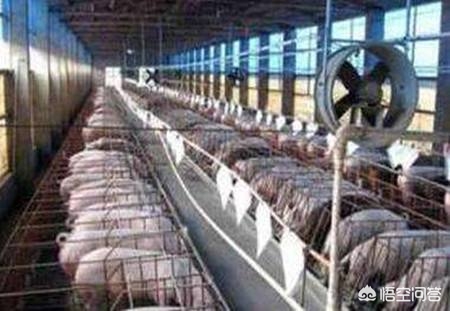 养殖合作社2021补贴政策,养殖合作户怎样挣钱