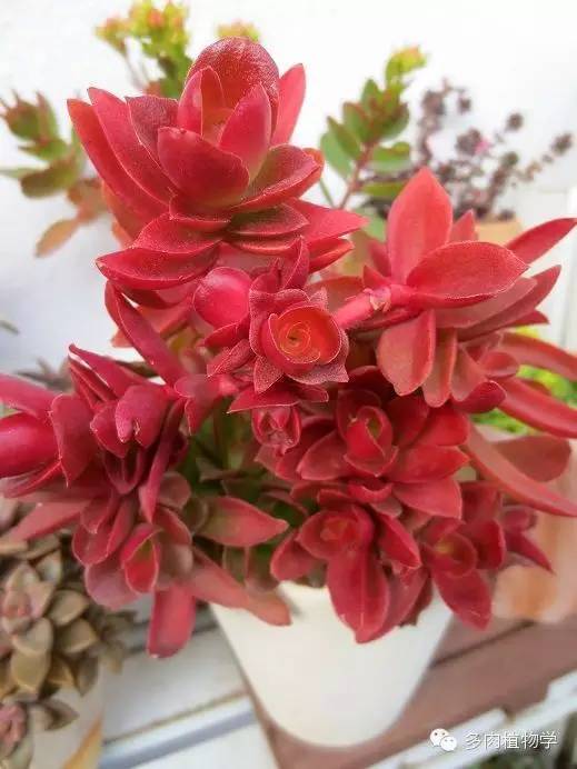 最具升值价值的多肉,半阴半阳的多肉有哪些