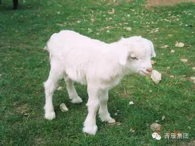 还记得，那一曲，苜蓿唱给岁月的歌