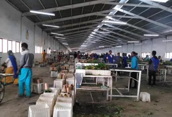 世界最大的玫瑰基地,世界最大玫瑰种植园