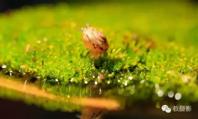 精美微距摄影欣赏蜗牛,微距蜗牛拍摄技巧视频
