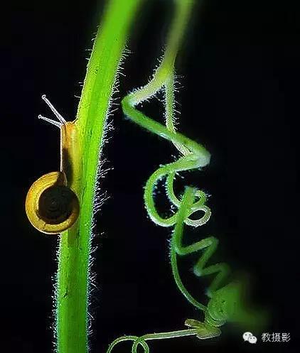 精美微距摄影欣赏蜗牛,微距蜗牛拍摄技巧视频