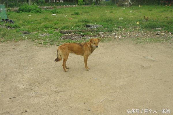 野犬抢食物被咬死,恶犬咬死野猪的全过程