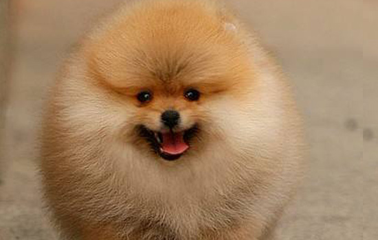 博美不吃狗粮吃正常饭,博美不掉毛狗粮怎么喂好