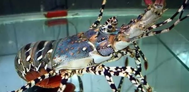 厦门的虾,厦门有哪几种虾