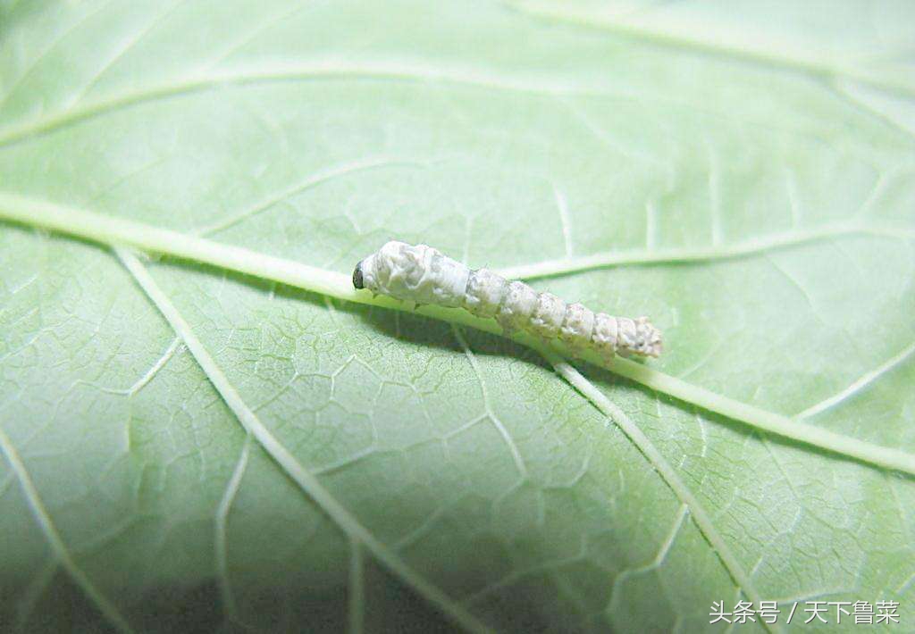 吐丝不结茧,吐司不拉丝