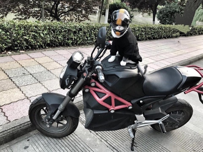 猫咪结扎之后需要注意什么,猫咪结扎前一定要打三联