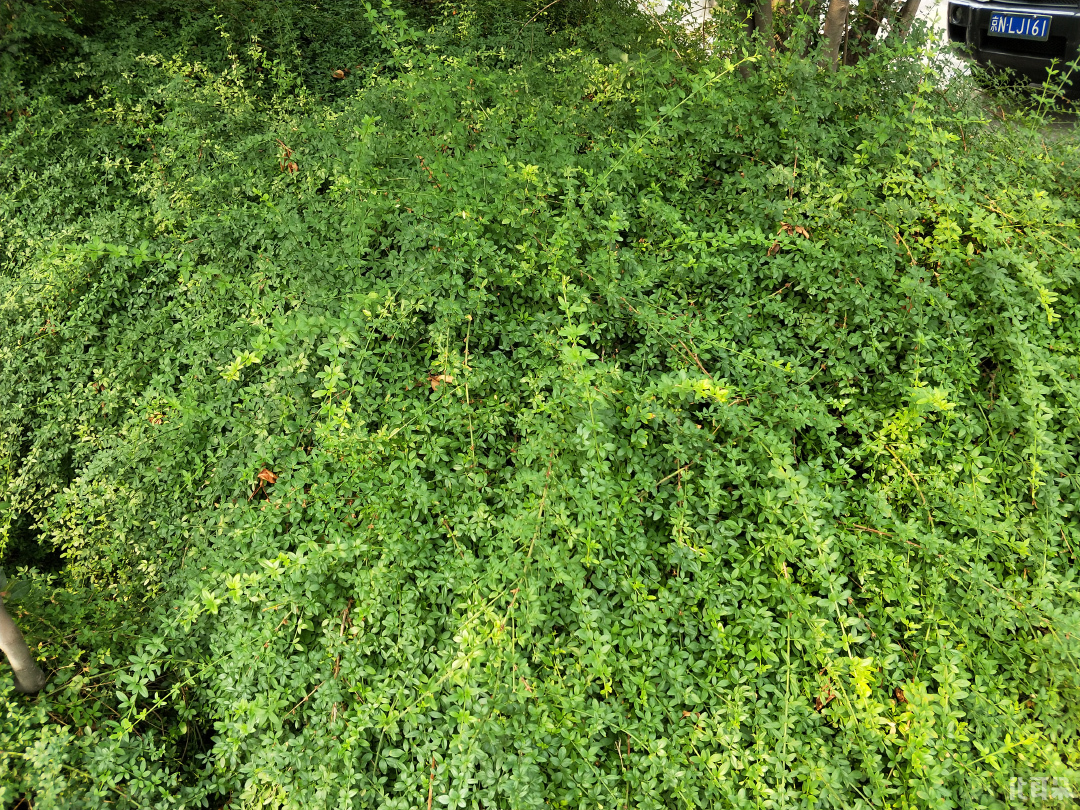 oppo人像模式景深,oppo变焦10倍拍照实况模式