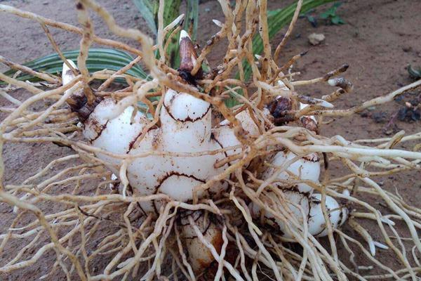 种植白芨亩地利润,现在种植白芨的前景和利润怎么样