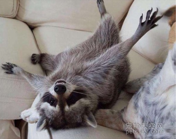 养一只浣熊,养浣熊的照片日常