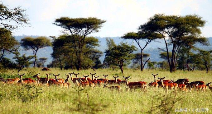 小众旅游地探索攻略,坦桑尼亚游猎攻略