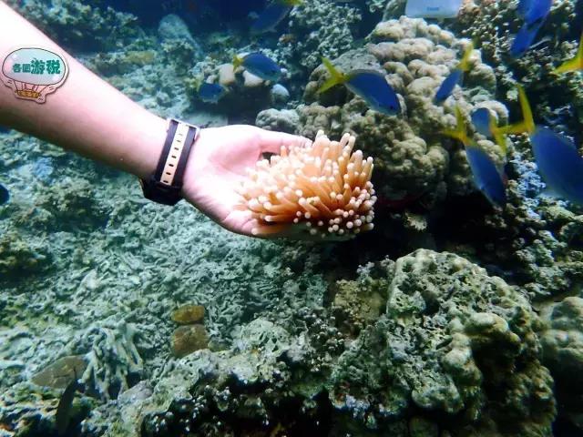 令人毛骨悚然的帕劳国家美食,去帕劳必吃的东西