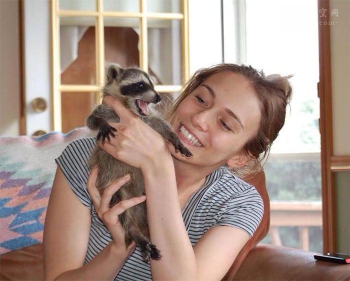 养一只浣熊,养浣熊的照片日常