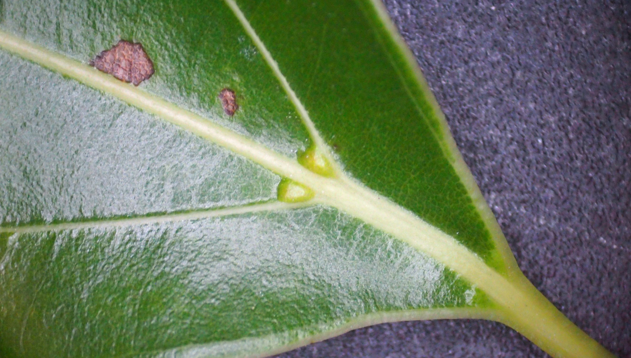 樟名字解读,樟字名字含义