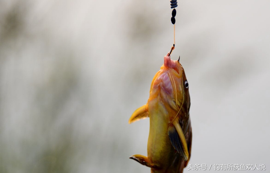 夏季钓昂刺鱼打窝,夏天钓昂刺用什么饵料