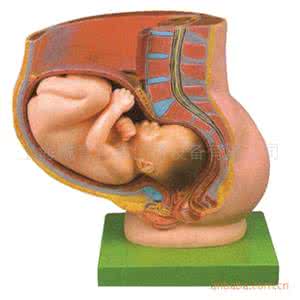 骨盆尺寸多大可以顺产,顺产后骨盆前倾自测