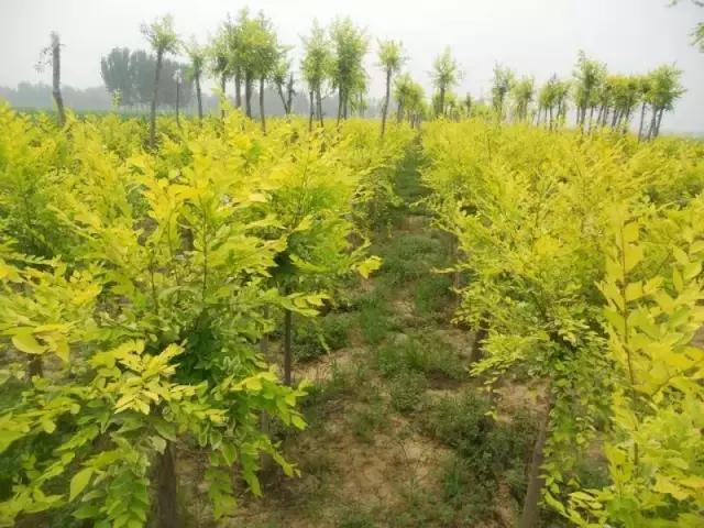 小叶紫檀盆景有什么观赏价值,小叶紫檀盆栽做手串