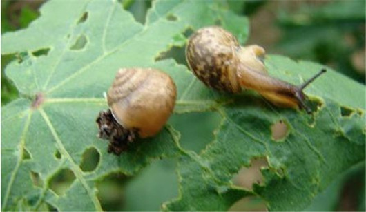 养的花总是发霉怎么办,养的花长腻虫了怎么办