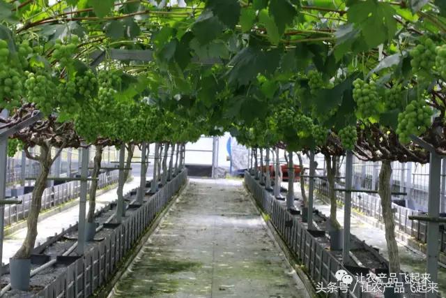 有种葡萄园，卖的不是产品，而是特色