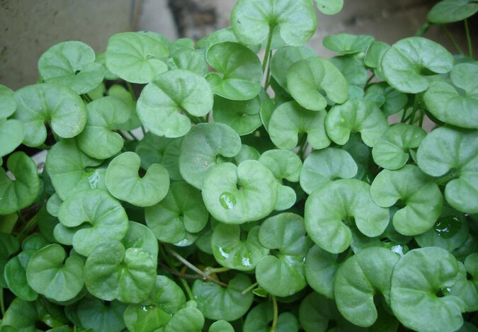 祖传秘方治结石,祖传秘方治疗结石抖音