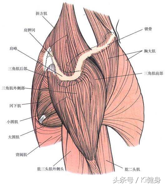 想练基本功要怎么说,肩膀的肩肌如何训练最有效