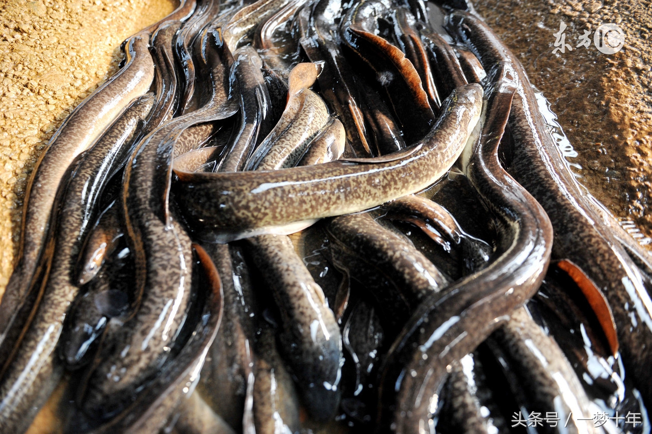 日本真人超级变态电影介绍由于画面恐怖所以没有上传电影本身图片请自行搜索