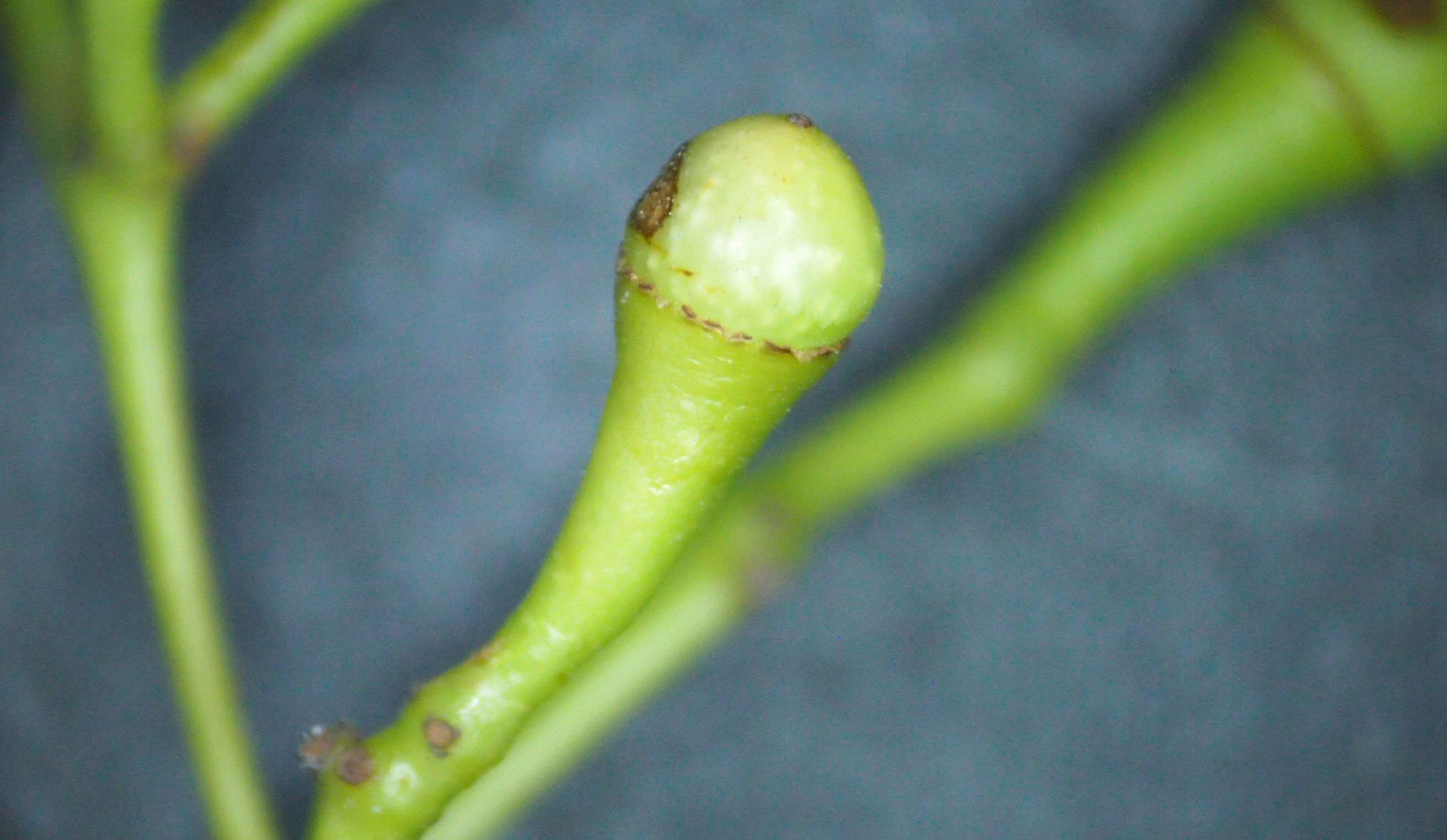 樟名字解读,樟字名字含义