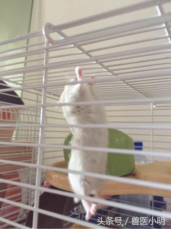 仓鼠中的体操王者,保持这样的姿势半小时,轻而易举