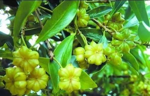 怎样能买到真正的八角,这些八角都是劣质八角